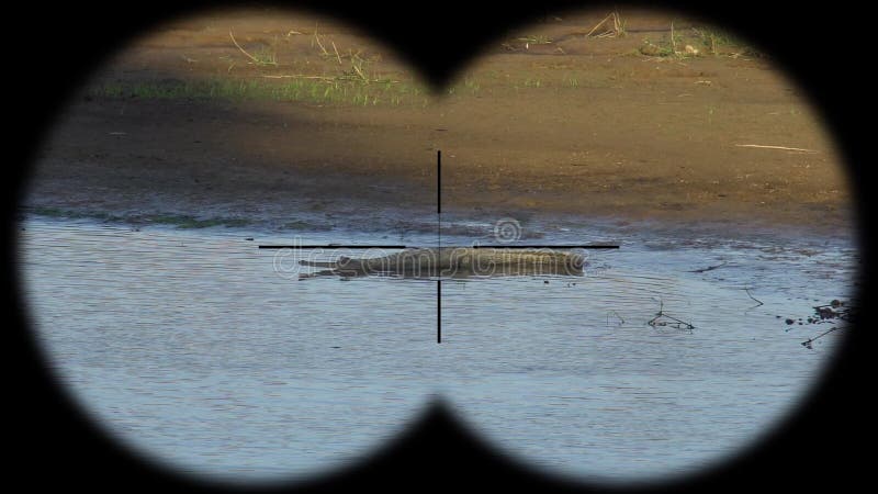 Gangeticus Gavialis κροκοδείλων Gharial, επίσης γνωστό ως Gavial που βλέπει μέσω των διοπτρών Ζώα προσοχής στην άγρια φύση